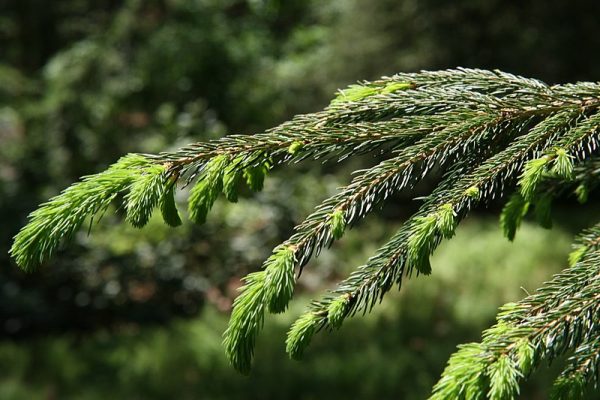 Épinette de norvège Picea abies